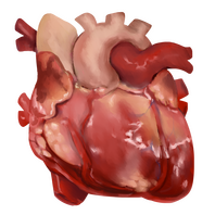 Heart